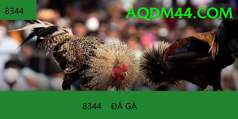 Đá Gà Trực Tiếp - 98win