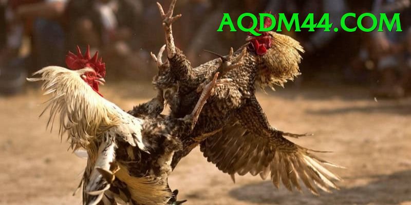 Đá Gà Trực Tiếp - Trải nghiệm tuyệt vời